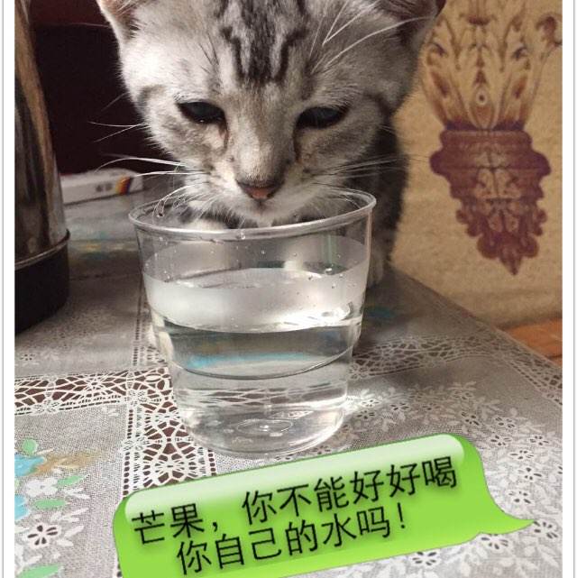 文教大学商业管理文凭证书